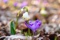 First spring flowers, white snowflake leucojum vernum and purple crocus or saffron wild growing in the forest, macro image Royalty Free Stock Photo