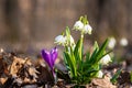 First spring flowers, white snowflake leucojum vernum and purple crocus or saffron wild growing in the forest, macro image Royalty Free Stock Photo