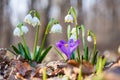 First spring flowers, white snowflake leucojum vernum and purple crocus or saffron wild growing in the forest, macro image Royalty Free Stock Photo