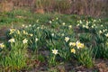 The first flowers of white daffodils among last year`s grass Royalty Free Stock Photo