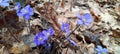 The first spring flowers in the woods. liverleaf (Hepatica nobilis). Close-up of the flower Royalty Free Stock Photo