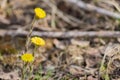 First spring flowers. Yellow blooming coltsfoot. Copy space for your text Royalty Free Stock Photo