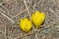 Yellow Crocus Chrysanthus Goldilocks. Nature concept for spring design Royalty Free Stock Photo