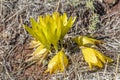 Yellow Crocus Chrysanthus Goldilocks. Nature concept for spring design Royalty Free Stock Photo