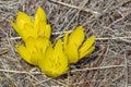Yellow Crocus Chrysanthus Goldilocks. Nature concept for spring design Royalty Free Stock Photo