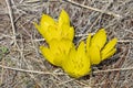 Yellow Crocus Chrysanthus Goldilocks. Nature concept for spring design Royalty Free Stock Photo