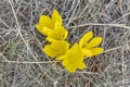 Yellow Crocus Chrysanthus Goldilocks. Nature concept for spring design Royalty Free Stock Photo