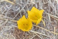 Yellow Crocus Chrysanthus Goldilocks. Nature concept for spring design Royalty Free Stock Photo