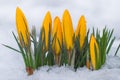 First spring flowers. Yellow crocuses growing among snow