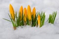 First spring flowers. Yellow crocuses growing among snow