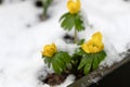 First spring flowers yellow erantis vernalis. Flower under the snow. Royalty Free Stock Photo