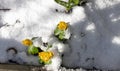 First spring flowers yellow erantis vernalis. Flower under the snow. Royalty Free Stock Photo