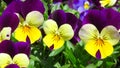 Yellow and purple violets. Beautiful viola pansy flower in spring in garden park.