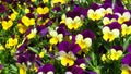 Yellow and purple violets. Beautiful viola pansy flower in spring in garden park.