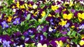 First spring midsummer flowers. Yellow white blue and purple violets. Beautiful viola pansy flower in spring in garden park. Royalty Free Stock Photo