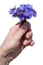 A first spring  forest   blue flowers in hand isolated Royalty Free Stock Photo
