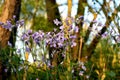 The first spring forest flowers.Veronica chamaedrys. Royalty Free Stock Photo