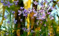 The first spring forest flowers.Veronica chamaedrys. Royalty Free Stock Photo