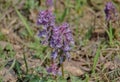 The first spring forest flowers.Violet Birthwort.Corydalis.Close-up Royalty Free Stock Photo