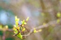 First spring gentle leaves, buds and branches. Early spring concept Royalty Free Stock Photo