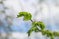 The first spring gentle leaves, buds and branches macro background.