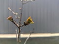 The first spring gentle leaves, buds and branches macro background Royalty Free Stock Photo