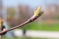 The first spring gentle leaves, buds and branches macro background Royalty Free Stock Photo