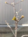 The first spring gentle leaves, buds and branches macro background Royalty Free Stock Photo