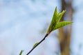 The first spring gentle leaves, buds and branches macro blurred background Royalty Free Stock Photo