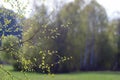 The first spring gentle leaves, buds and branches Royalty Free Stock Photo