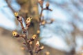 The first spring gentle leaves, buds and branches, Royalty Free Stock Photo