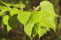 The first spring green leaves birch on a branch close-up, with beautiful blur and bokeh.