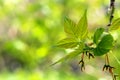 The first spring green leaves are delicate close-up, with beautiful blur and bokeh.