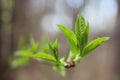 The first spring green leaves are delicate close-up, with beautiful blur and bokeh.