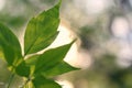 The first spring green leaves are delicate close-up, with beautiful blur and bokeh.