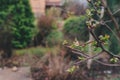 First spring green sprouts on tree branches close up. Environtment and nature care concept.