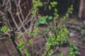 First spring green sprouts on tree branches close up. Environtment and nature care concept.