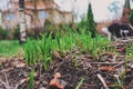 First spring green sprouts of tulips in garden. Environtment and nature care concept.