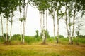 First spring greens in birch grove landscape Royalty Free Stock Photo