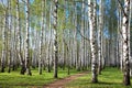 First spring greens in the evening birch grove Royalty Free Stock Photo