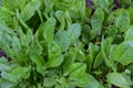 The first spring greens - sorrel Rumex acetosa spinach, growing in the garden. Green sour sorrel foliage texture source