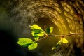 first spring hazelnut leaves and spider web bokeh Royalty Free Stock Photo