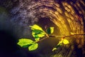 First spring hazelnut leaves and spider web bokeh Royalty Free Stock Photo