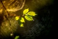 First spring hazelnut leaves and spider web bokeh Royalty Free Stock Photo