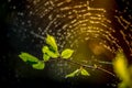 First spring leaves and spider web bokeh Royalty Free Stock Photo