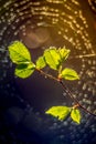 First spring leaves and spider web bokeh Royalty Free Stock Photo