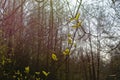 First spring leafs in the forest, selective focus Royalty Free Stock Photo
