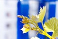 First spring leaves of grapes plant. close up shot of tiny buds. homegardening Royalty Free Stock Photo