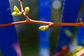First spring leaves of grapes plant. close up shot of tiny buds. homegardening Royalty Free Stock Photo