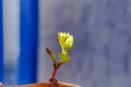 First spring leaves of grapes plant. close up shot of tiny buds. homegardening Royalty Free Stock Photo